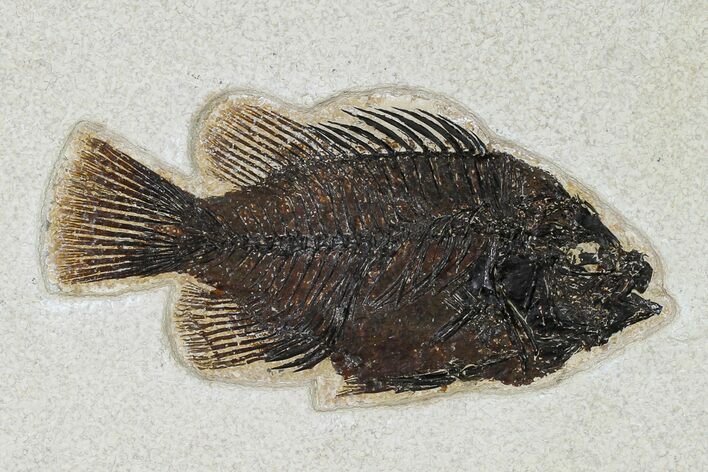 Fossil Fish (Cockerellites) - Wyoming #158581
